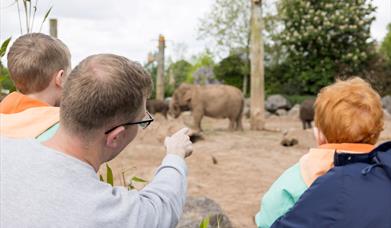Family watching elephants at Chester Zoo